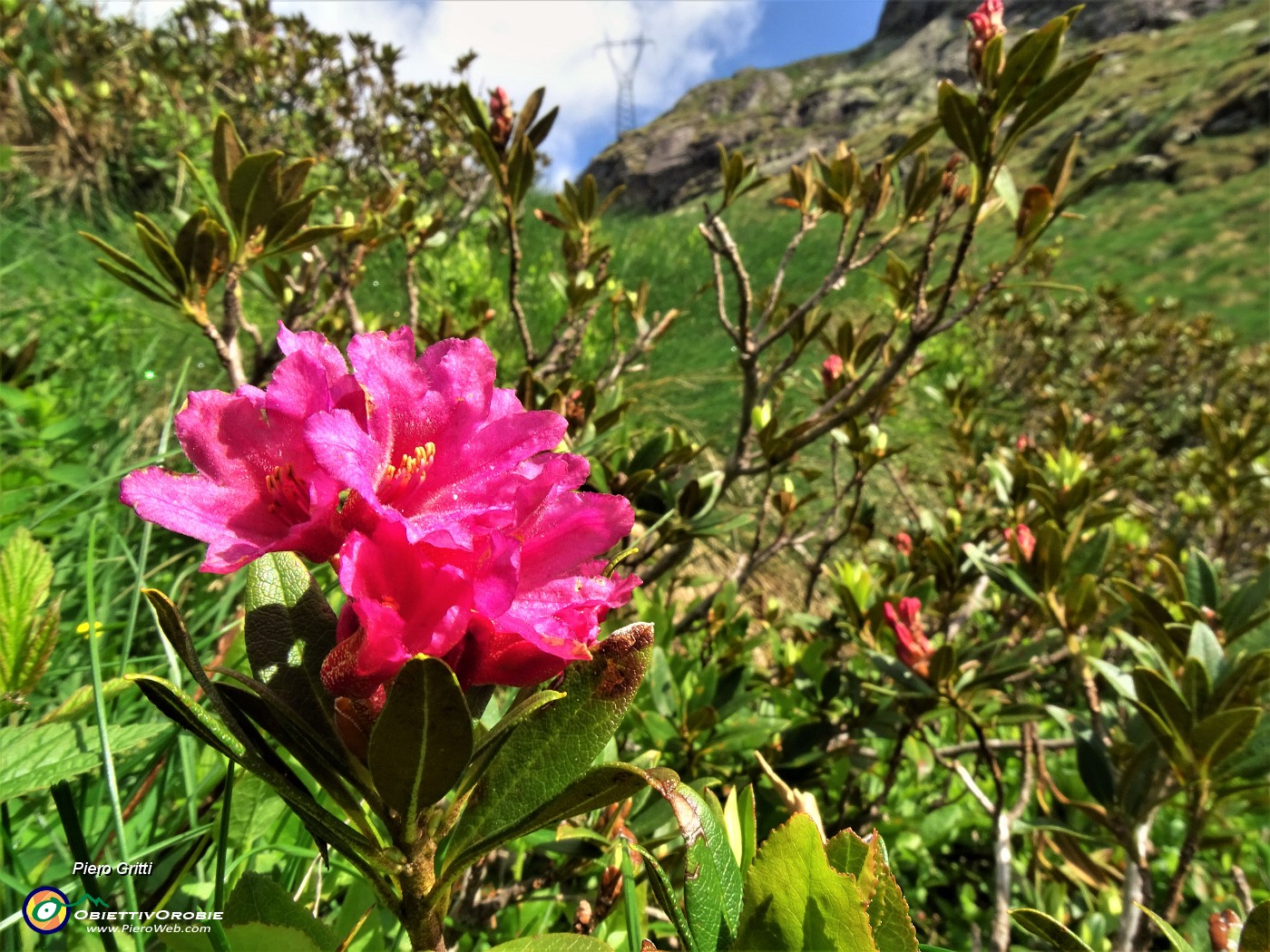 14 Rododendron ferrugineum (Rododendro rosso).JPG